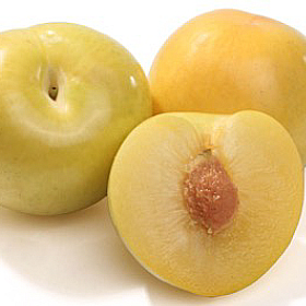 Golden Treat plumcots with yellow skin, photographed by grower Family Tree Farms