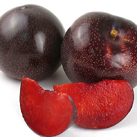 Deep red Plumogranate plumcots, photographed by grower Family Tree Farms